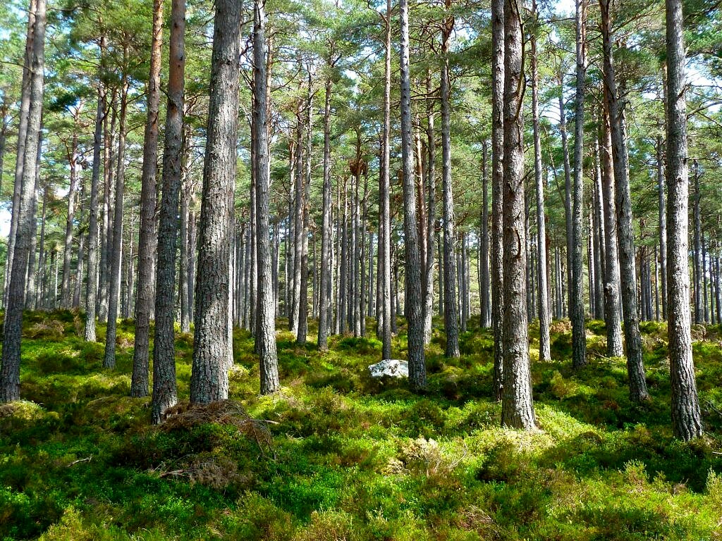 Wälder von morgen erschaffen